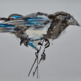 Magpie ink study with oil paint